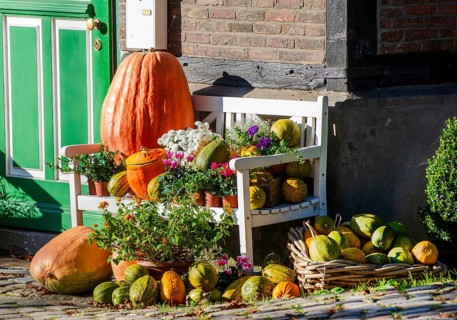 Pumpkin, flowers, autumn, harvest, harvest festival, bank, farmhouse, hamburg, germany, halloween,