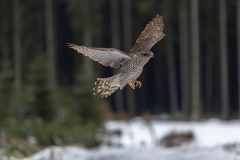 Northern goshawk, Accipiter gentilis, flying through a forest in winter and lands on a dead branch