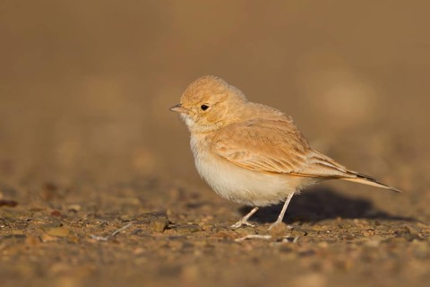 Bar-tailed Desert Lark - Sandlerche - Ammomanes cincturus, Marokko, adult