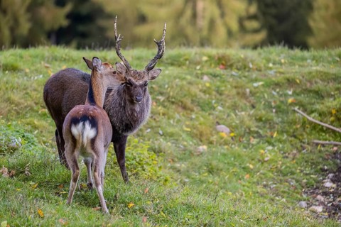 Deep affection. A Japanese sika deer (Cervus nippon nippon) doe cuddles intensely with a stag