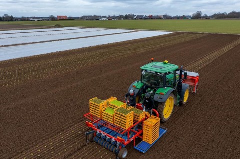 Lettuce plants are planted with a planting machine, Agriculture, Spring