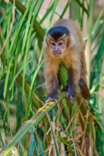 Monkey balancing carefully on a palm branch in the middle of the jungle, capuchin monkey (Sapajus
