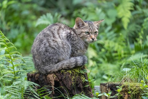 One young european wildcat, Felis silvestris silvestris, resting on a cut tree stump. Green