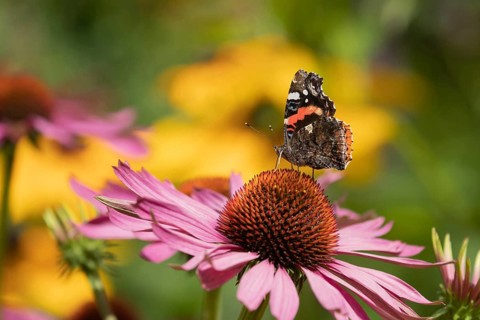 Red admiral butterfly (Vanessa atalanta) adult insect feeding on a garden Coneflower (Echinacea