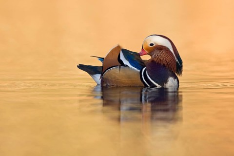Mandarin Duck (Aix galericulata) male, North Rhine-Westphalia, Germany