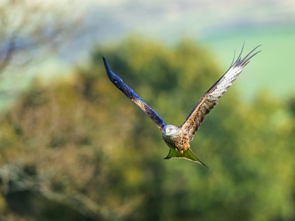 Red Kite, Milvus milvus, bird in flight