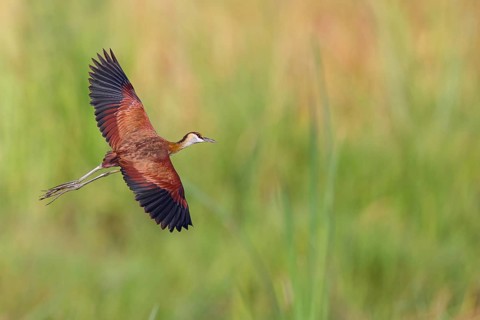 Blue-fronted Jacanas, (Actophilornis africana), Actophilornis africanus