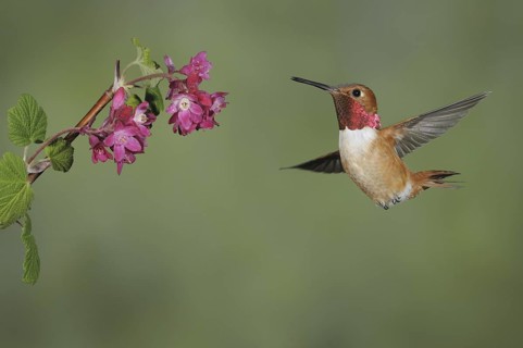 Rufous Hummingbird (Selasphorus rufus) male, British Columbia, Canada