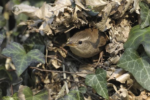 Eurasian Wren (Troglodytes troglodytes), North Rhine-Westphalia, Germany