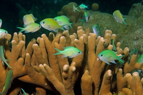 Underwater photo close-up of Green Chromis (Chromis viridis) damselfish over branches Poor cones of
