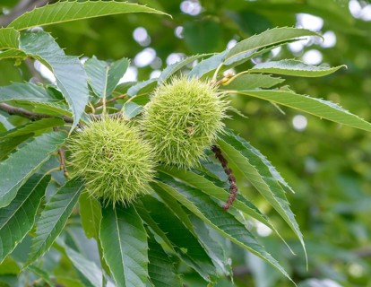 Sweet chestnut (Castanea sativa), Hohenheim Gardens, Germany