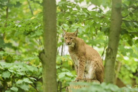 Eurasian lynx (Lynx lynx) lying on a tree trunk in a forest, Bavaria, Germany