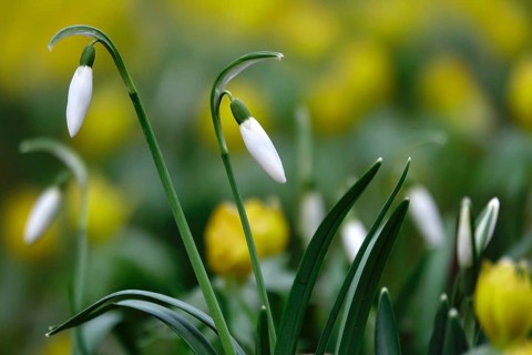 Snowdrops and winter aconites, Winter, Germany