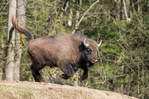 European bison (Bison bonasus) running fast on a meadow, Bavaria, Germany