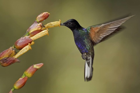 Velvet-purple Coronet (Boissonneaua jardini), Ecuador