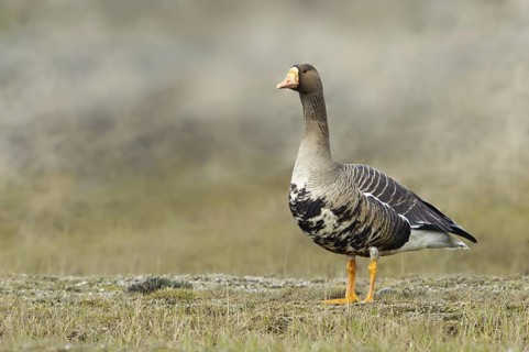 Greater White-fronted Goose (Anser albifrons), Alaska, USA