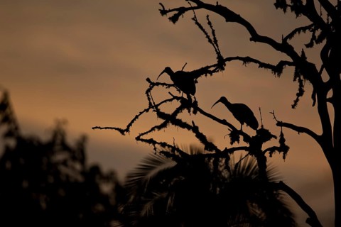 Hadada Ibis (Bostrychia hagedash nilotica) pair perched in tree in evening twilight, Yayu, Ethiopia