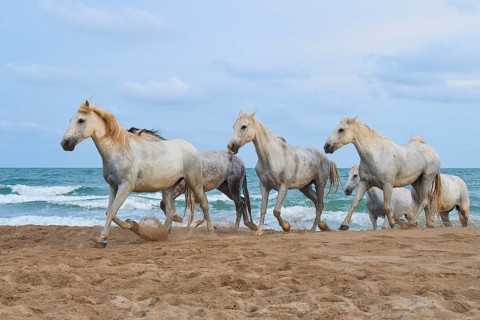 Group of white Camargue horses running along the sandy beach, the sea in the background under a