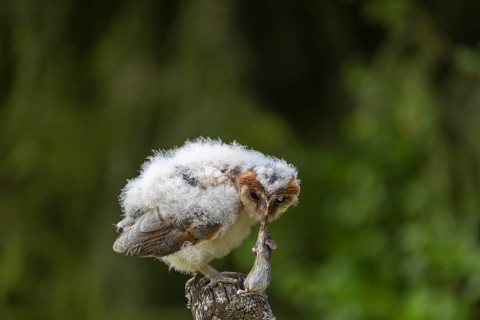 One young barn owl (Tyto alba) sitting on a branch lying in a meadow in late evening light