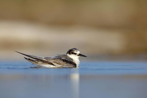 Oriental Tern, (Sterna saundersii), Sterna saundersi, Tern bathing in water, Animals, Birds, Terns,