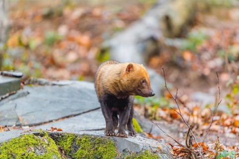 One Bush dog (Speothos venaticus) walking thru deforested area with dead leaves on the hilly ground