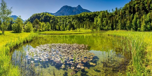 Water lilies (Nymphaea), Schwanseepark, near Füssen, Ostallgäu, Bavaria, Germany
