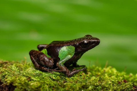 A colourful frog of the genus Mantella nigricans in the rainforests of Marojejy National Park in