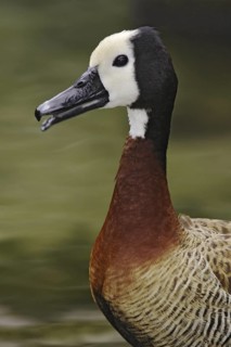 White-faced Whistling Duck (Dendrocygna viduata), Hawaii, USA