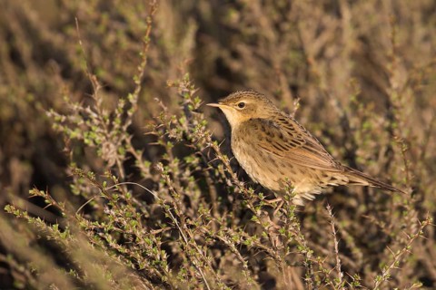 Common Grasshopper Warbler - Feldschwirl - Locustella naevia ssp. straminea, Kyrgyzstan