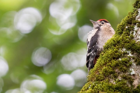 Young great spotted woodpecker (Dendrocopos major) on a mossy tree trunk, blurred green background,