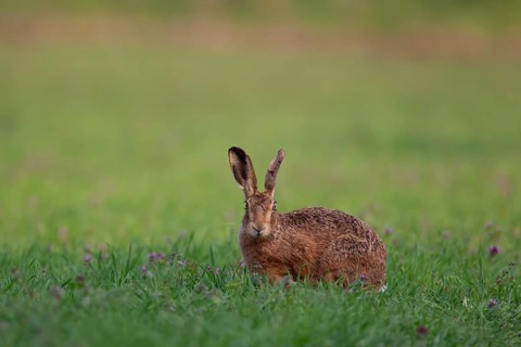 European brown hare (Lepus europaeus) adult animal in grassland in the spring, England, United