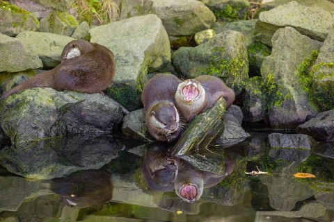 Three oriental small-clawed otter or Asian small-clawed otter (Aonyx cinerea) are standing on a