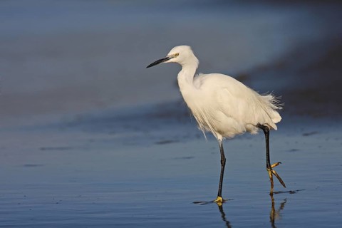 Little Egret (Egretta garzetta), Namibia