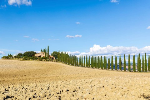 Poggio Covili estate with cypress avenue (Cupressus) on a hill, Castiglione d'Orcia, Val d'Orcia,