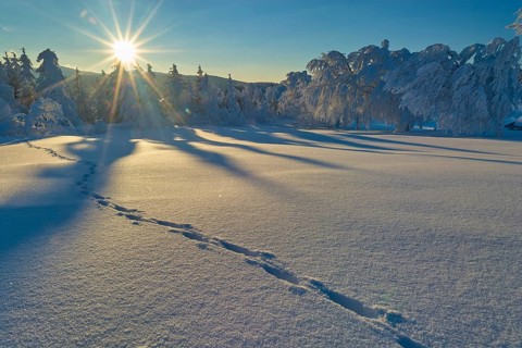 Snow-covered winter landscape at sunrise with footprints in the snow and long shadows,