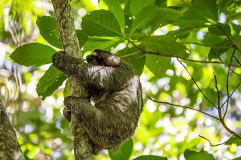 Brown-throated sloth (Bradypus variegatus) in a tree, Cahuita National Park, Costa Rica