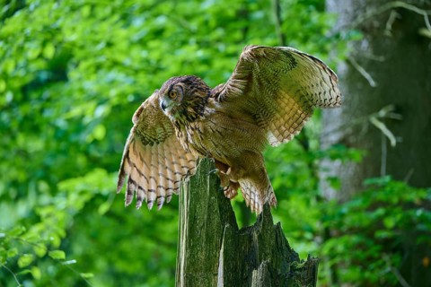 Eurasian eagle-owl (Bubo bubo), sitting on tree trunk flapping its wings in the forest, Bohemian