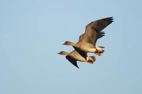 Taiga Bean Goose (Anser fabalis) flying, Brandenburg, Germany