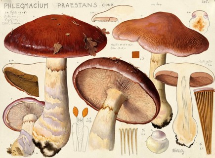 Mushroom, fungi, barn owl or blue-booted slime mould, Phlegmacium praestans, Syn.Cortinarius