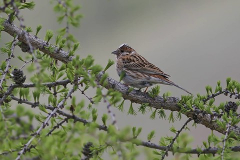 Pine Bunting (Emberiza leucocephalos) male, Mongolia