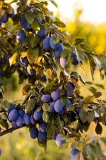 Close-up of ripe plums hanging on lush green tree branches, bathed in warm sunlight The vibrant