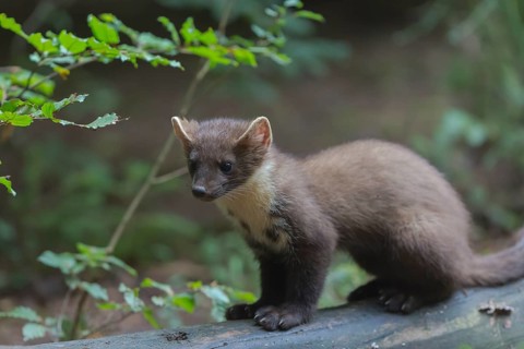 Young european pine marten sitting on a log framed with green leaves