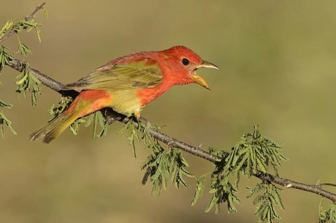 Summer Tanager (Piranga rubra) singing, Texas, USA