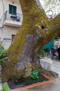 Moss-covered tree trunk with integrated fountain on an urban street corner, Andritsena,