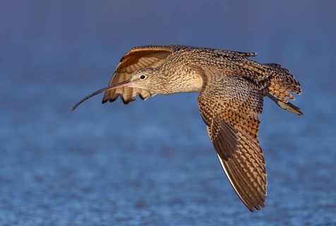 Long-billed Curlew (Numenius americanus) - Morro Bay, California