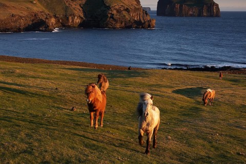 Iceland, Europe, Icelandic horses on Heimaway, volcanic island, (Equus ferus caballus), Heimaway