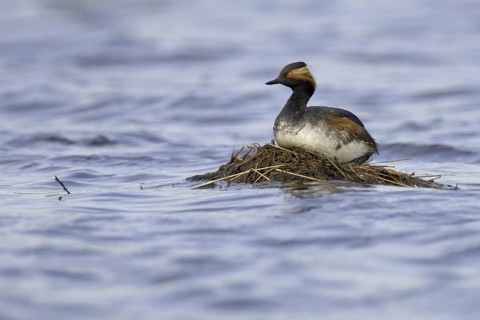 Black-necked Grebe (Podiceps nigricollis), Lower Saxony, Germany