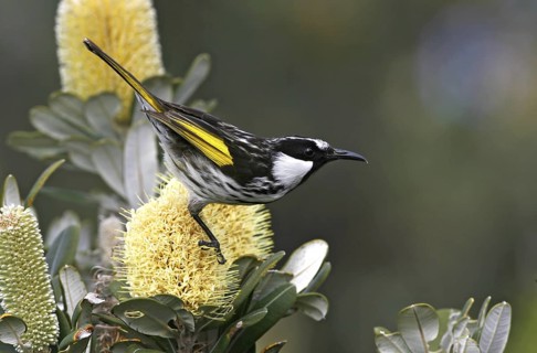 White-cheeked Honeyeater (Phylidonyris niger), New South Wales, Australia
