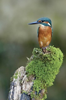 Common Kingfisher (Alcedo atthis) juvenile male, Netherlands