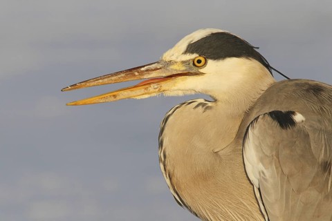 Grey Heron (Ardea cinerea), Berlin, Germany
